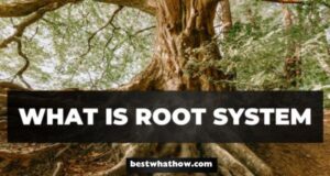 What is Root System (1)