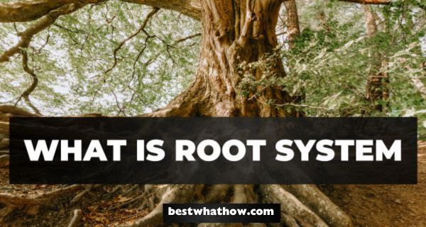 What is Root System (1)