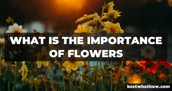 What is the Importance of Flowers