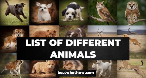 What is the List of Different Animals