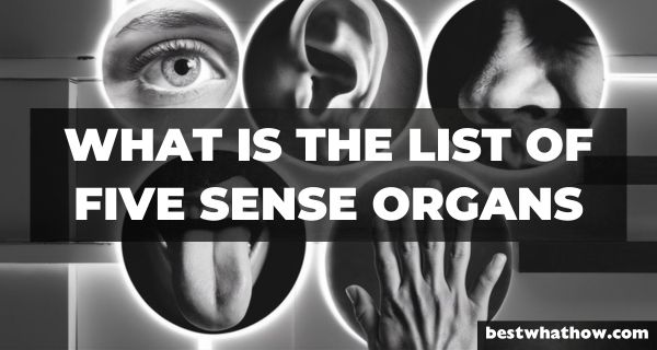 What is the List of Five Sense Organs (1)