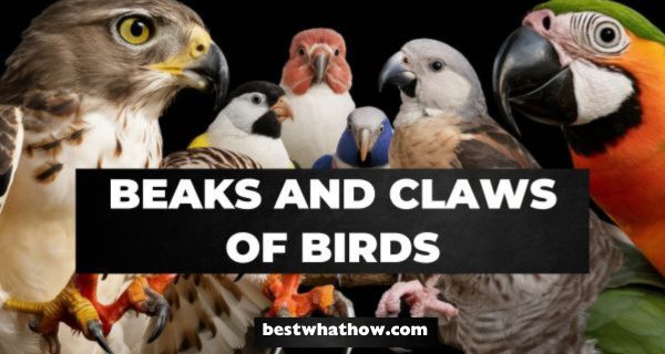 What is the Role of Beaks and Claws of Birds