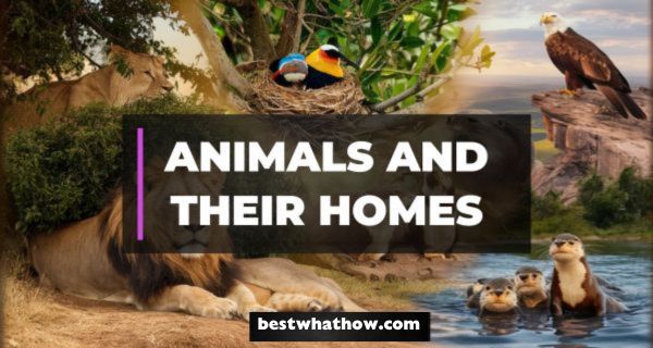 What is the List of Animals and their Homes