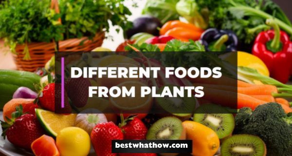 What is the List of Different Foods that we get from Plants